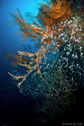 Apo Island scenery by Steve De Neef 